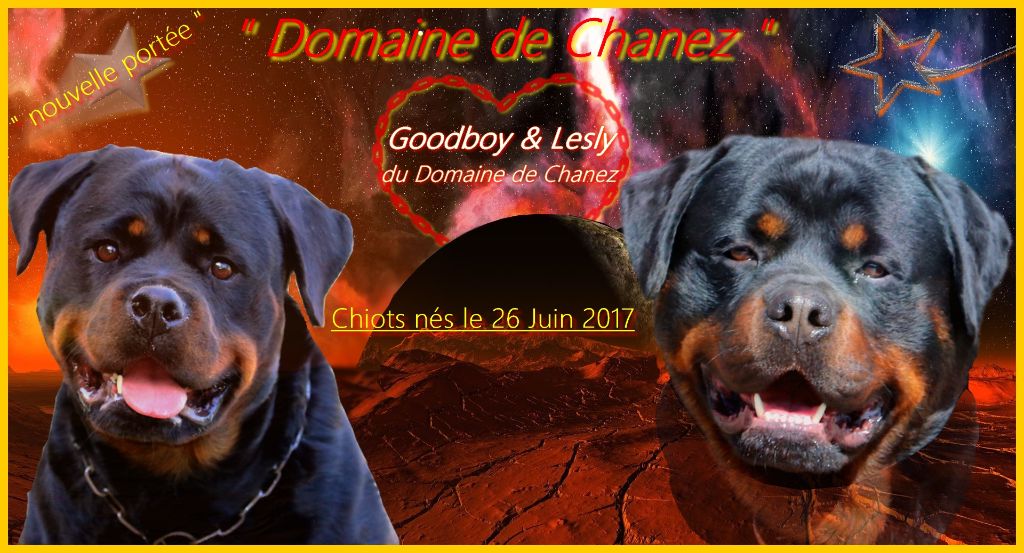 chiot Rottweiler du Domaine de Chanez
