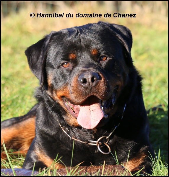 Hannibal du Domaine de Chanez