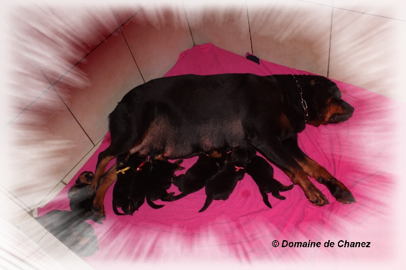 du Domaine de Chanez - Rottweiler - Portée née le 18/12/2013