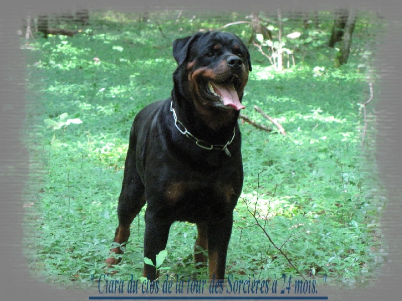 Ciara du clos de la tour des sorcières