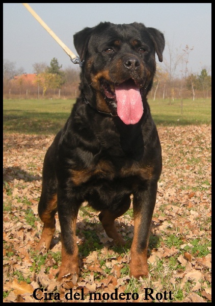 Cira del modero rott