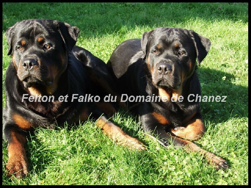 Falko du Domaine de Chanez