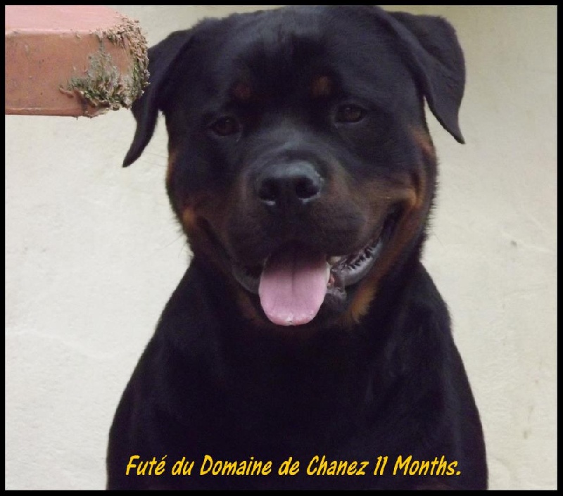 Futé du Domaine de Chanez