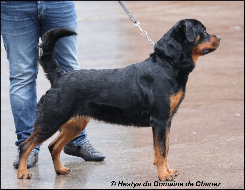 Hestya du Domaine de Chanez