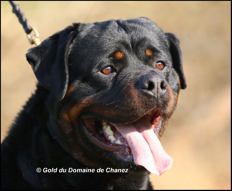 Gold du Domaine de Chanez