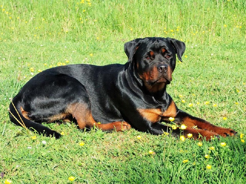 Iria du Domaine de Chanez