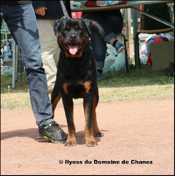 Ilyoss du Domaine de Chanez