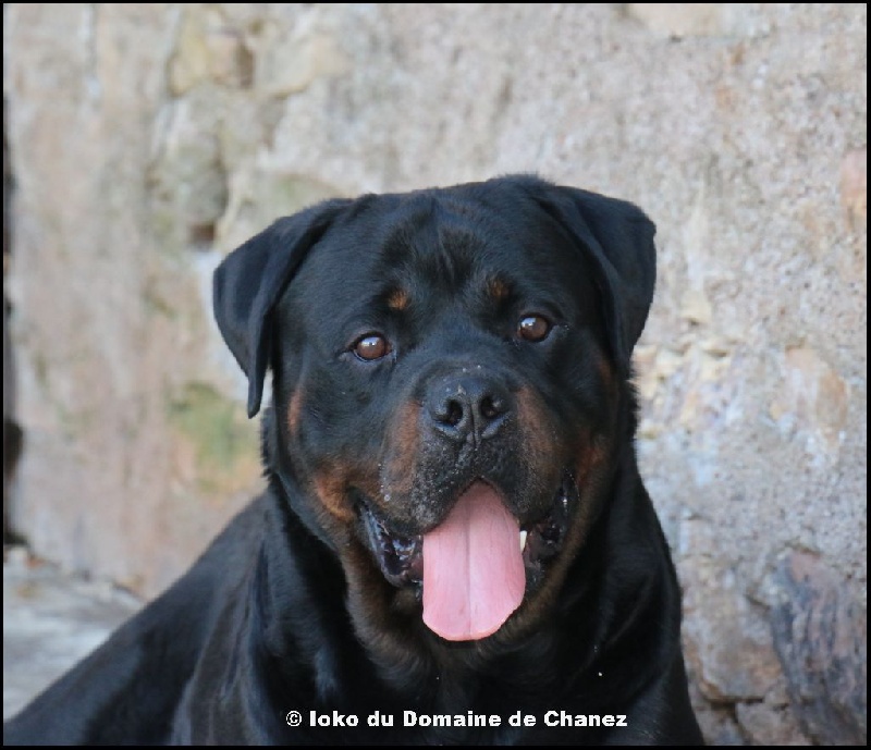 Ioko du Domaine de Chanez