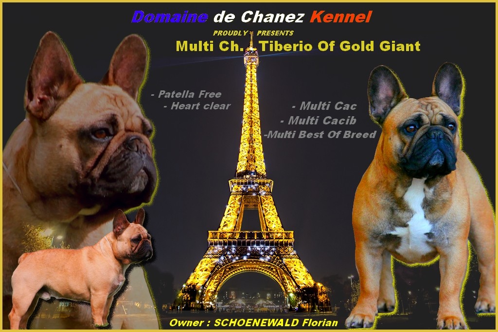 CH. Tiberio of gold giant