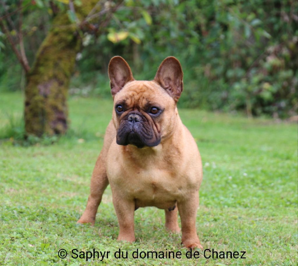 Saphyr du Domaine de Chanez