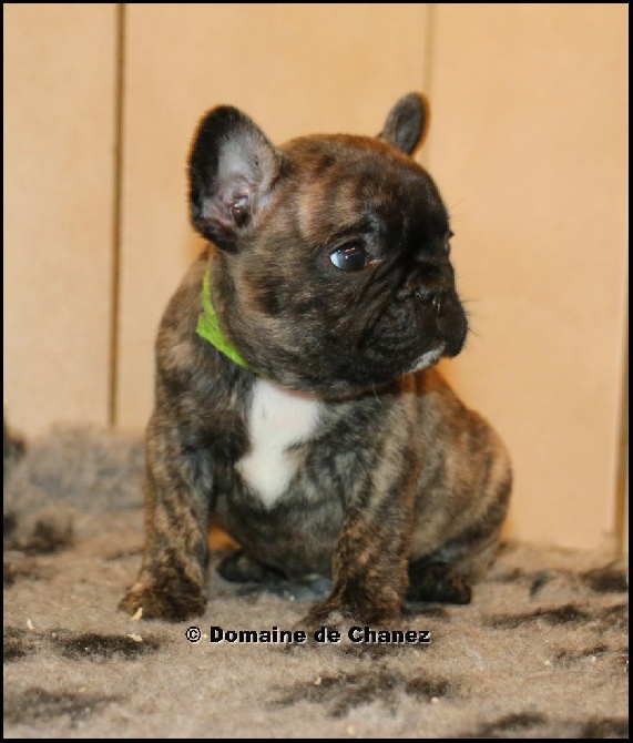 du Domaine de Chanez - :)
