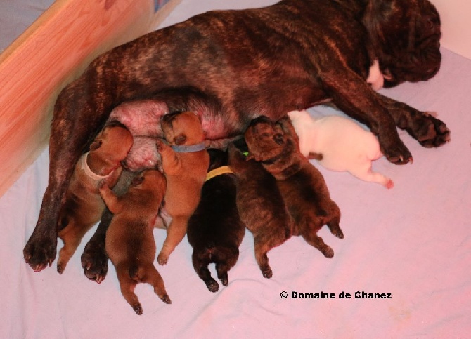 du Domaine de Chanez - Photo de la portée de Cora