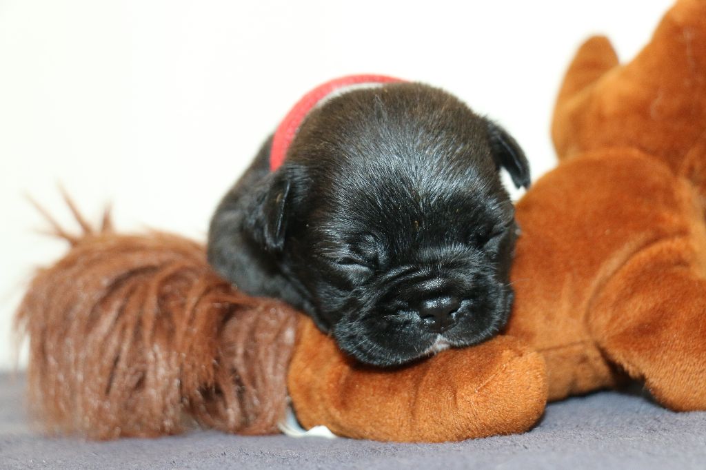 du Domaine de Chanez - Chiots disponibles - Bouledogue français