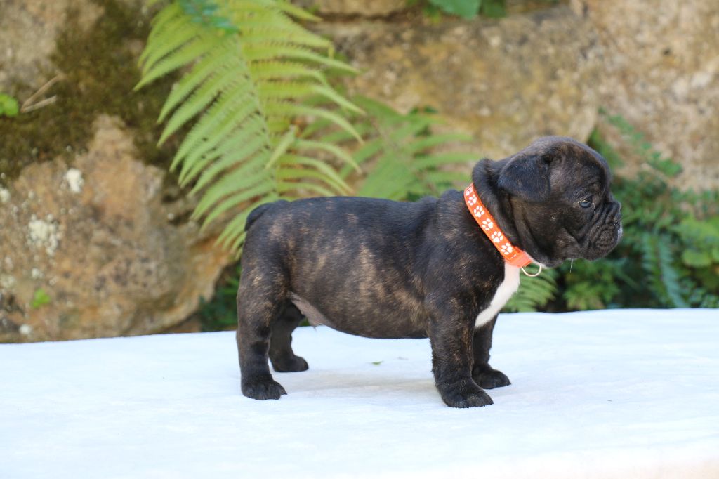 du Domaine de Chanez - Chiots disponibles - Bouledogue français