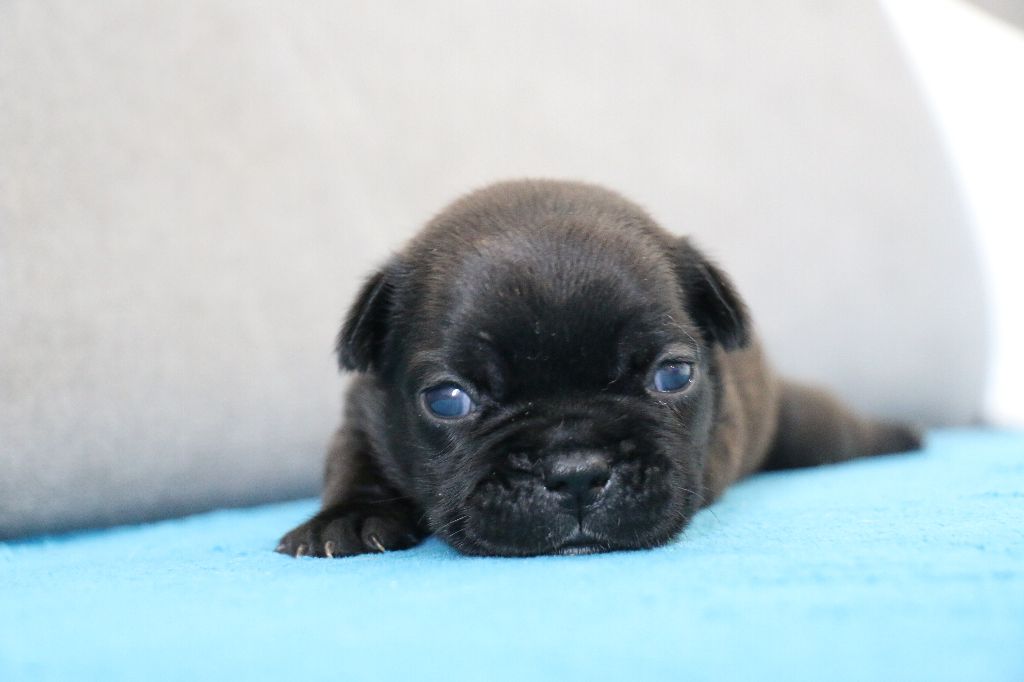 du Domaine de Chanez - Chiots disponibles - Bouledogue français