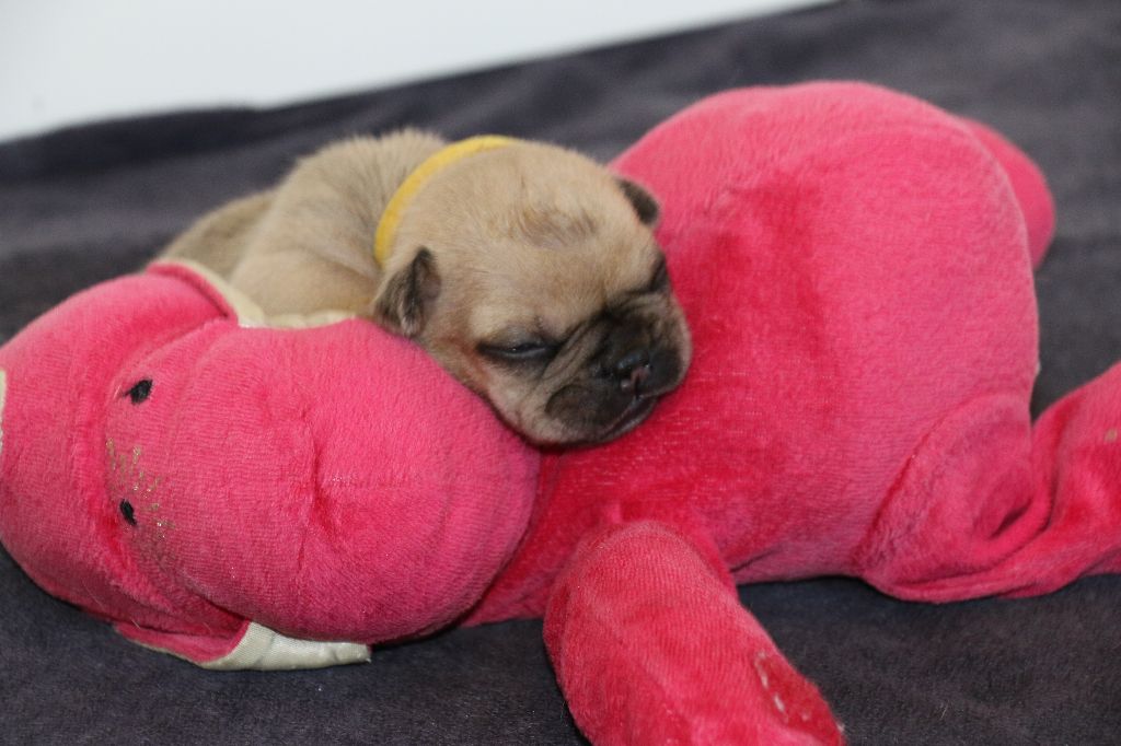 du Domaine de Chanez - Chiots disponibles - Bouledogue français