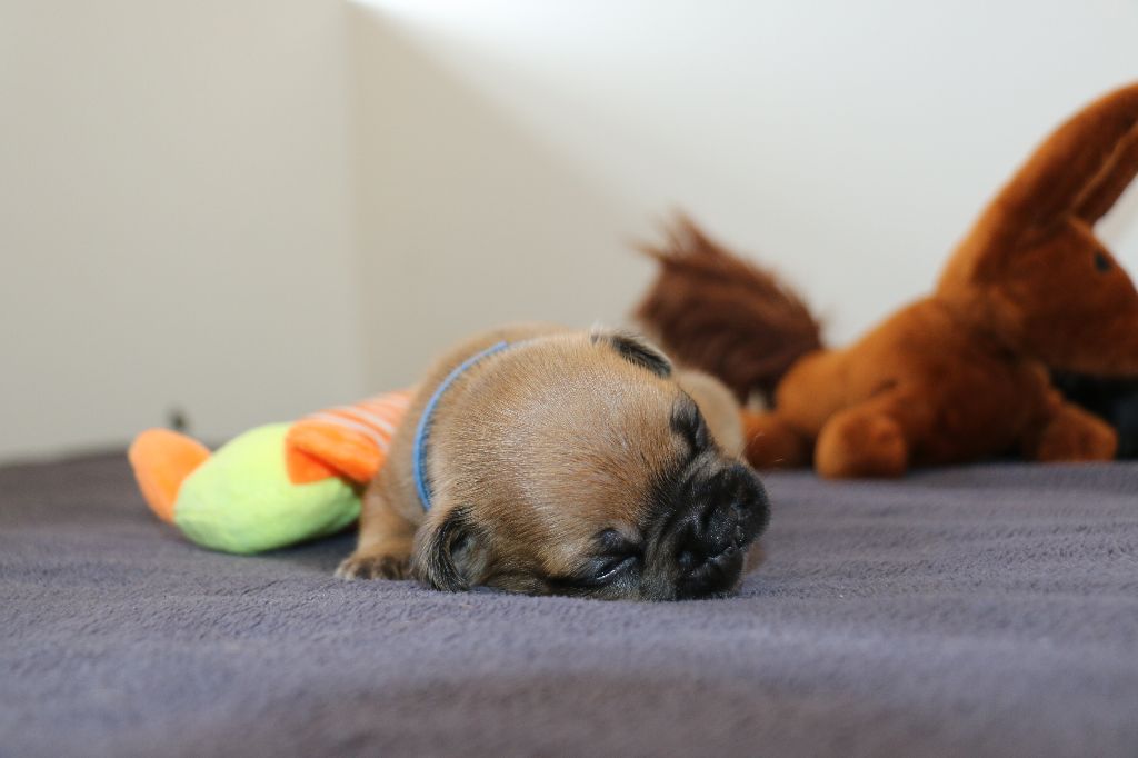 du Domaine de Chanez - Chiots disponibles - Bouledogue français